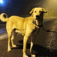 سگ‌....|سگ|سراب, |دیوار