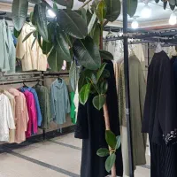 گل فیکوس الاستیکا