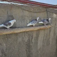 کبوتر شازده وپشت دار|پرنده|زارچ, |دیوار