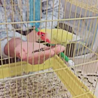 طوطی برزیلی|پرنده|سنندج, |دیوار