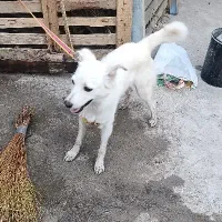 سگ اشپیتز پا