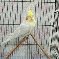جفت عروس هلندی مولد|پرنده|اهواز, گلستان|دیوار