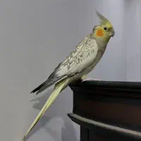 عروس هلندی زیبا