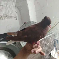 یک سرخ دمسفید رنگ خونی خشگل نر چینگ سفید|پرنده|نیشابور, شهرک اندیشه|دیوار