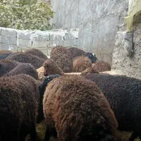 بره|حیوانات مزرعه|پیشوا, |دیوار