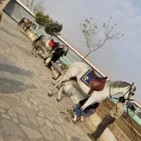 آموزش سوارکاری ، فروش اسب های اصیل ، پانسیون اسب