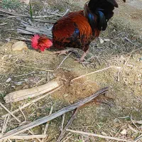 خروس گردن لیت|حیوانات مزرعه|برازجان, |دیوار