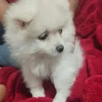 سگ خانگی|سگ|بوشهر, |دیوار