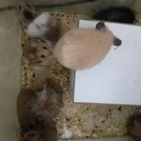 همستربرای بازی