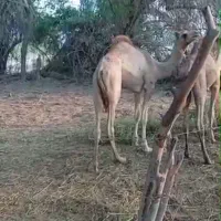 شتر نر پاکستانی داشتی