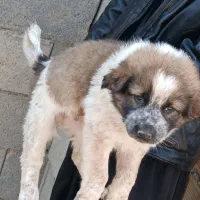 توله سگ قدرجونی|سگ|برخوار, |دیوار