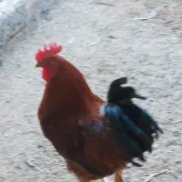 فروش خروس و بوفلمون بومی درشت و سنگین