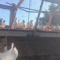 کبوتر پرشی ساعت بالا به شرط