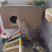 عروس هلنی ماده