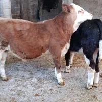 دوراس گوساله نر سیمینتال آنتیک آنتیک جنس بالا