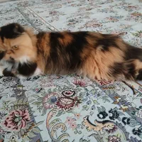 گربه پرشین سوپرفلت وارداتی