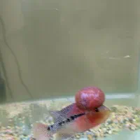 فلاور جفت|ماهی|اسلام‌شهر, صادقیه|دیوار