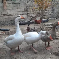 غازبالغ تخم گذار