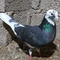 کفتر نر شازده|پرنده|گوراب زرمیخ, |دیوار