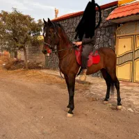 اسب دره شوری