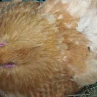 مرغ برهما کرچ زیرش هم برهما هست