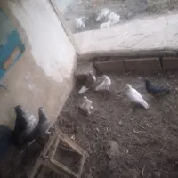 کبوتر پرشی زِرِی سفید و...|پرنده|خمینیشهر, |دیوار