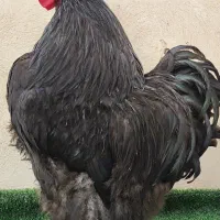 اورپینگتون بلک وارداتی