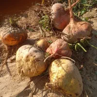 چغندر دامی شیرین و آب دار