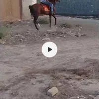 اسب خوبی است