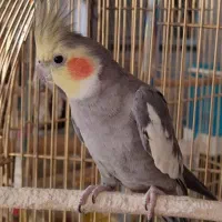 عروس هلندی ۲تانر و۱ ماده همه باهم ۳ تومن