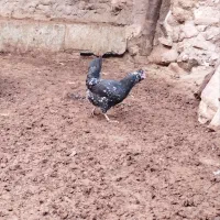 تخم نطفه دار گلین با خروس گلین