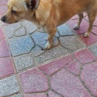 حیوانات خانگی