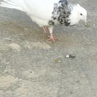 نر الماسی تک وسفیدنر و ماده شکلاتی|پرنده|کوهدشت, |دیوار