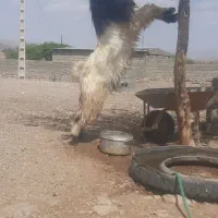 نری بختیاری|حیوانات مزرعه|بافت, |دیوار