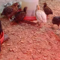 جوجه محلی گلپایگانی 1 ماهه و 2 ماهه