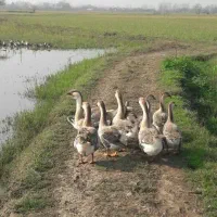 قوغاز|حیوانات مزرعه|خمام, |دیوار