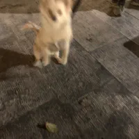 سگ خانگی بسیار زیبا|سگ|ری, دولت‌آباد|دیوار