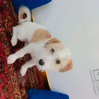 سگ اشپیترز|سگ|املش, |دیوار