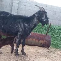 فروش بز در شهرستان جم