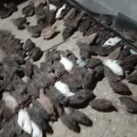 بلدرچین زنده وپرکنده