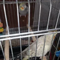 جفت عروس هلندی|پرنده|یزد, |دیوار