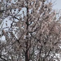 سلام هرس درخت سیب وهلو وغیره