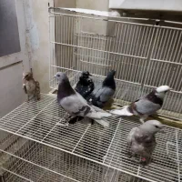 ۶کفترگرفتنی|پرنده|قم, نوبهار|دیوار