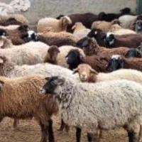 ۲۰ راس گوسفند نر ، ماده و بره فروش یکجا