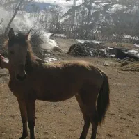کره اسب نر 9 ماهه