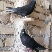 کبوتر|پرنده|مرودشت, گندم‎|دیوار