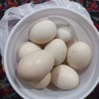 تخم مرغ محلی