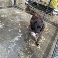 واگذاری سگ رایگان