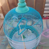 قفس پرنده|لوازم جانبی حیوانات|فردیس, فردیس|دیوار