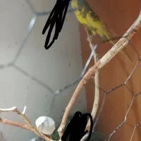 جفت مرغ عشق|پرنده|آبادان, |دیوار